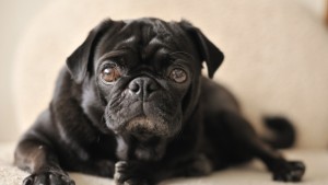 Учени доказаха как кучетата усещат човешките емоции