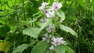 Екоинспектори заловиха берачи на защитено растение