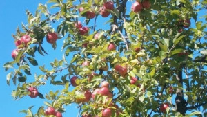 Ден на растителната защита