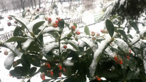 На наймного сняг се радват в София и Драгоман