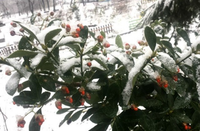 На най-много сняг се радват в София и Драгоман