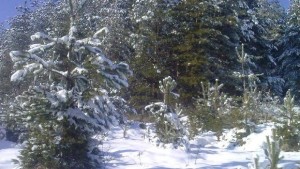 Зимната обстановка в община Габрово