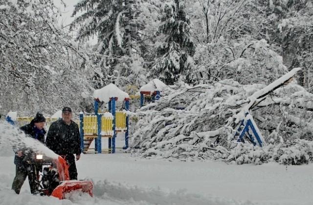 Второ вековно дърво падна в Градската градина под тежестта на снега
