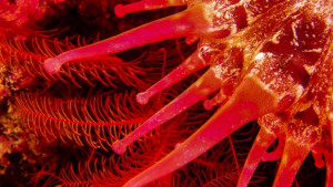 Фотографи показват подводния рай