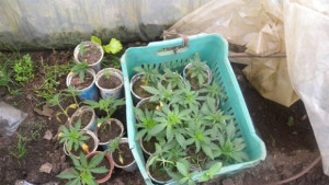 Полицията иззе марихуана от частен имот в с Крушево