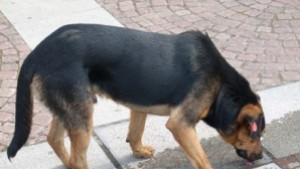 Общината отворена за диалог по Програмата за овладяване на популация