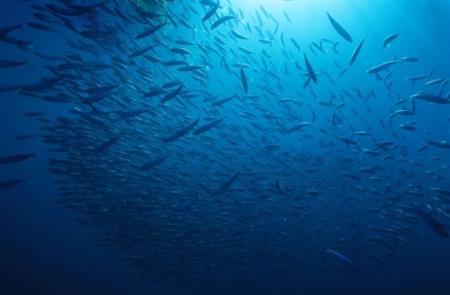 До 2050 година: Повече пластмаса, отколкото риба в океаните