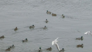 Големи ята зеленоглави патици наблюдавани при Среднозимното преброяване