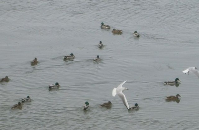 Големи ята зеленоглави патици наблюдавани при Среднозимното преброяване
