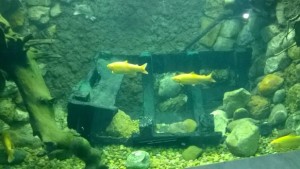 Вижте найголемия сладководен аквариум в България СНИМКИ