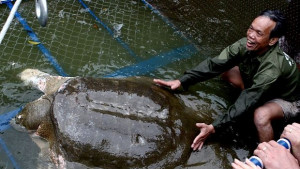 Смъртта на Прадядото лоша поличба за виетнамските комунисти