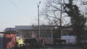 Крадци на дърва останаха без коне и каруци