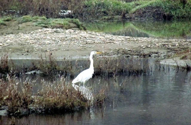 Приключи 40-то преброяване на водолюбивите птици на територията на РИОСВ-Плевен