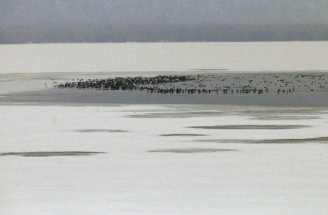 Езерото на резервата Сребърна замръзна