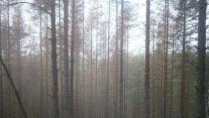 8100 дка гори са изсечени заради върхов корояд