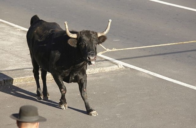 Крава-беглец препуска по улиците на Ню Йорк (СНИМКИ)