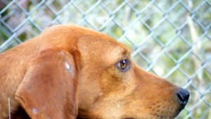 Тече срокът за плащане на такса домашен любимец