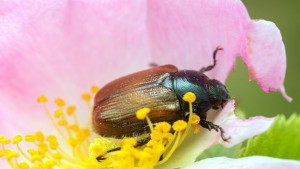 Пустинен бръмбар вдъхновява материал предпазващ самолети от обледяване