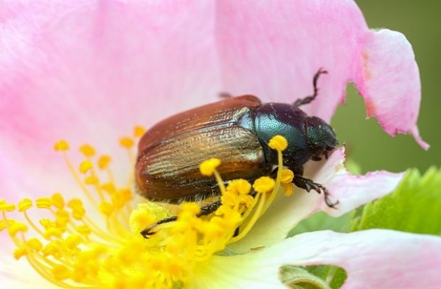 Пустинен бръмбар вдъхновява материал, предпазващ самолети от обледяване