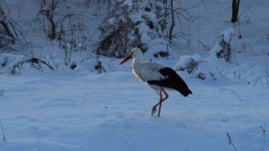 Щъркел долетя в шуменско село посред зима СНИМКИ