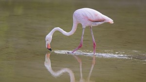 Розово фламинго се разхожда в Бургаските влажни зони