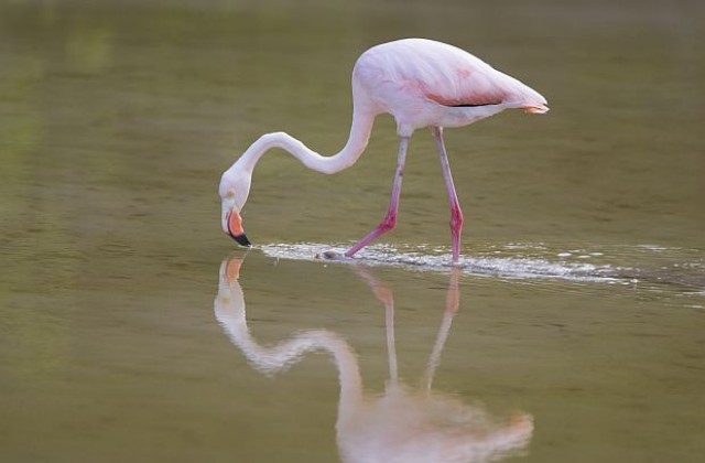 Розово фламинго се разхожда в Бургаските влажни зони