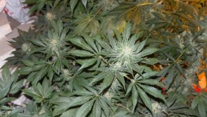 Разкриха оранжерия за канабис в село Трънково