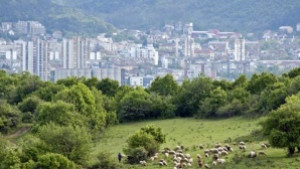 Забраняват отглеждането на селскостопански животни във Враца