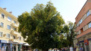 Грижите за Стария бряст ще бъдат подновени в средата на