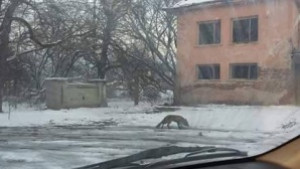 Лисици тормозят жителите на с Червен брег децата се снимат