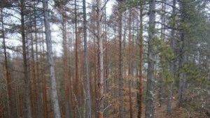 Международна конференция за стопанисването на иглолистните култури започва в Кюстендил