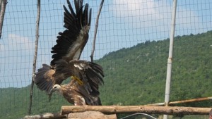 Белоглав лешояд стана атракция за преминаващите по Е79