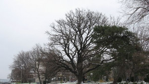 Според специалисти в корените на 106годишен дъб в Силистра лежи