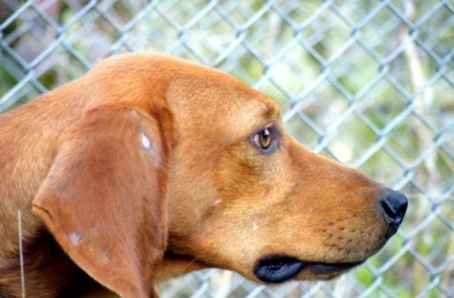 Взимат мерки за по-отговорно отглеждане на домашни кучета във Враца