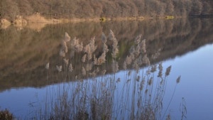 Времето на 30 януари Продължава да се затопля без отрицателни