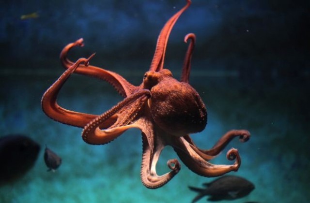 Защо октоподите сменят цвета си