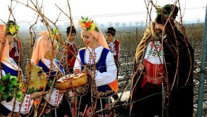 Свети Трифон е Зарязват лозята