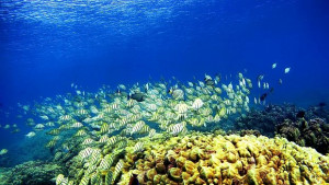 Отгледани в лаборатория корали се размножиха в природата