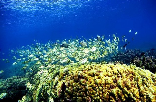 Отгледани в лаборатория корали се размножиха в природата