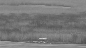 Настъпи оживление в пеликановата колония в резервата Сребърна