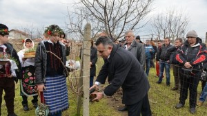 Кметът на Сливен заряза лозе в Мечкарево
