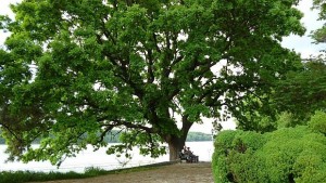 Вековен дъб от Силистра се бори за Европейско дърво на