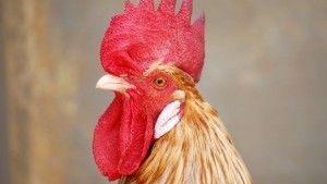 Отбелязваме Петльовден