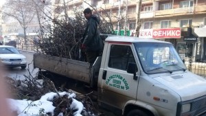 От Паркстрой отстраняват орех и кестен до Областна администрация