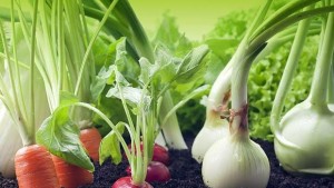 Влиза в действие първата робоферма за производство на зеленчуци