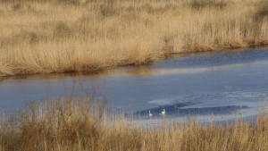 Пеликаните се завръщат в резервата Сребърна