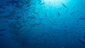 Учени откриха доказателства за живот в земната мантия под Атлантическия