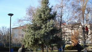 16годишен смърч от рядък вид спасиха от Паркстрой
