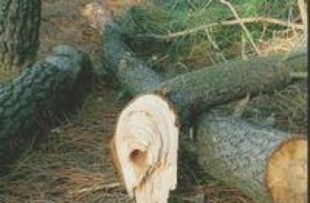 Подпомагат с дърва за огрев възрастно семейство от Кипилово, станало жертва на обир