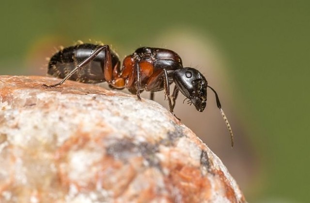 Извадиха 1000 мравки от ушите на 12-годишно момиче